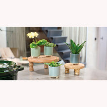 Load image into Gallery viewer, Assorted Stoneware Planters 3.5"