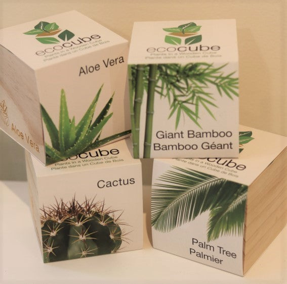 Exotic Ecocube